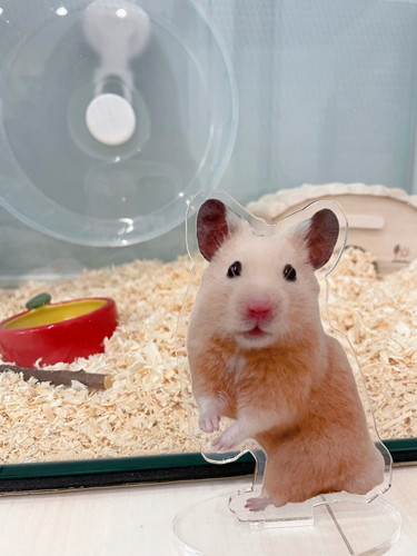 アクスタ 同じポーズ もちちハムスター