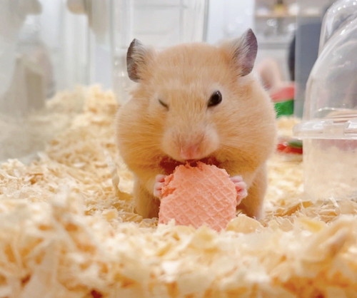 アクスタ 同じポーズ もちちハムスター