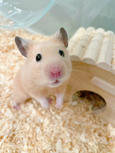 アクスタ 同じポーズ もちちハムスター