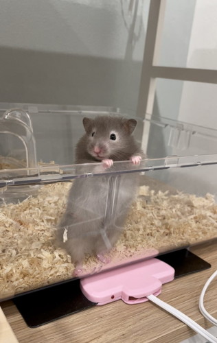 アクスタ 同じポーズ もちちハムスター