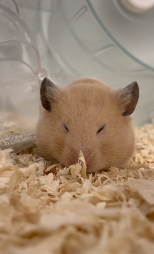 アクスタ 同じポーズ もちちハムスター