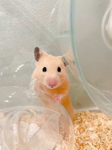 アクスタ 同じポーズ もちちハムスター