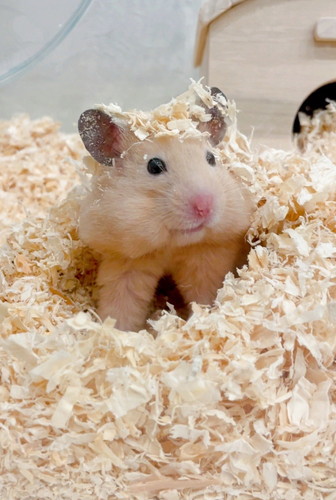 アクスタ 同じポーズ もちちハムスター