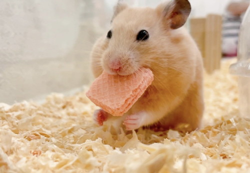 アクスタ 同じポーズ もちちハムスター