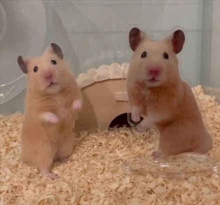 アクスタ 同じポーズ もちちハムスター