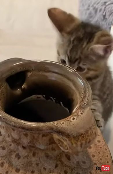 子猫 マジックショー ツボ
