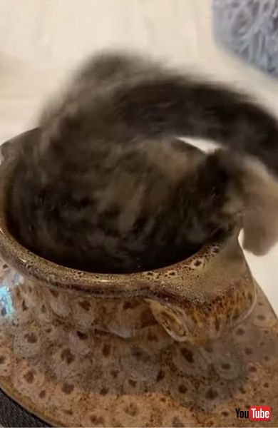 子猫 マジックショー ツボ