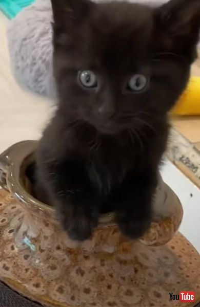 子猫 マジックショー ツボ