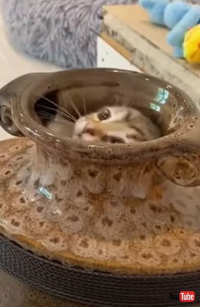 子猫 マジックショー ツボ