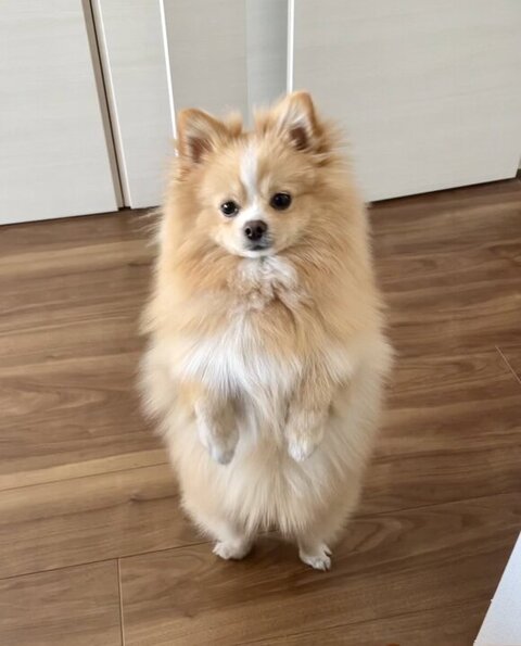 おすすめ