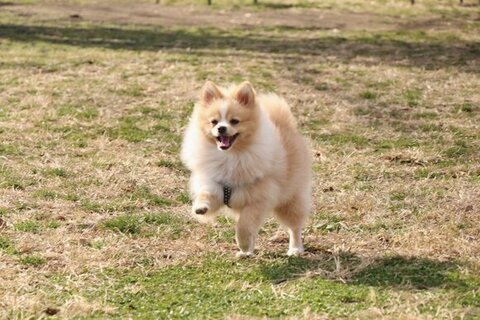 お散歩中のポメラニアン