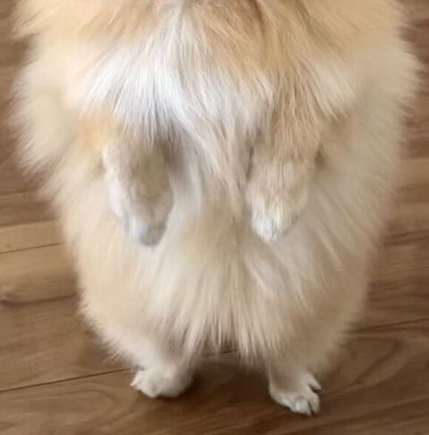 ぬいぐるみとワンコ