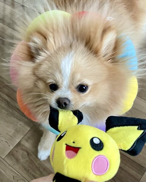 こちらを見るポメラニアン