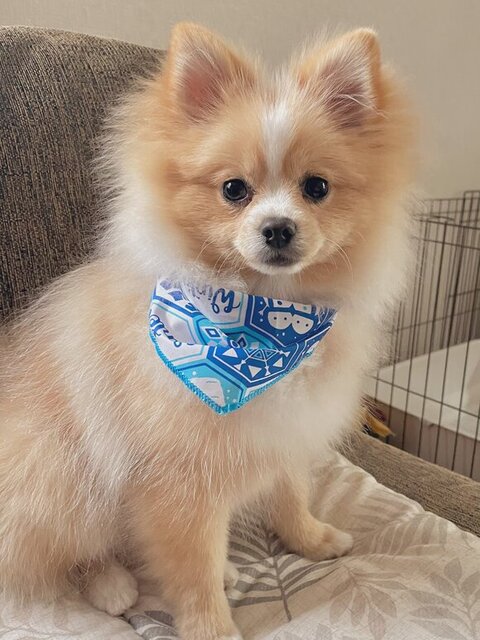 きりっとしたポメラニアン