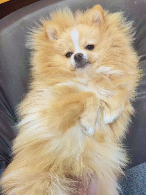 寝転ぶポメラニアン