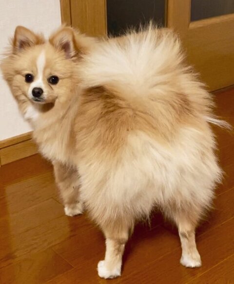 ポメラニアンのお尻
