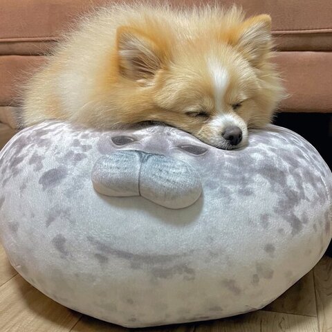 クッションとポメラニアン