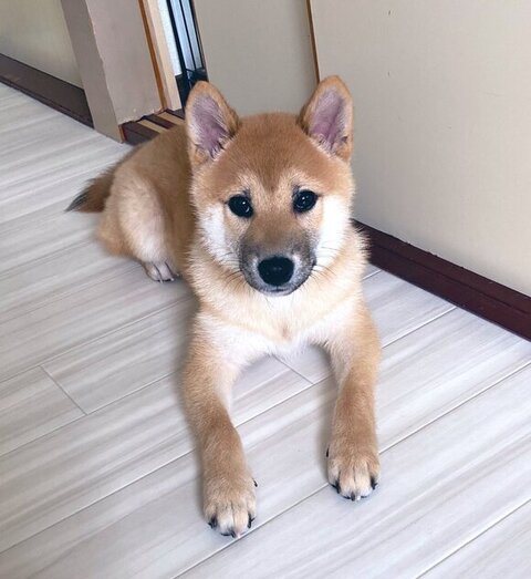ふう太くん子犬時代