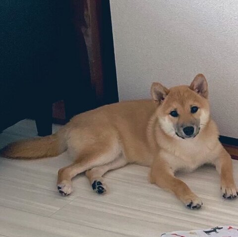 ふう太くんフラグ