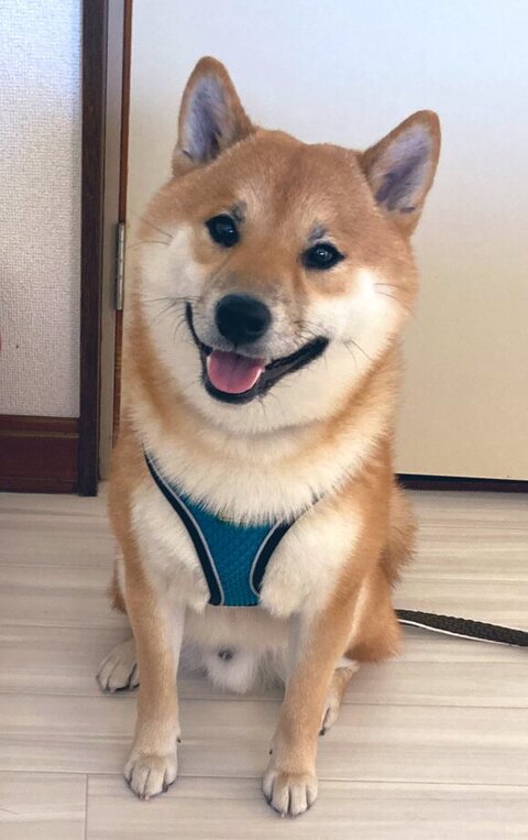 現在のふう太くん