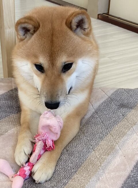 ウサギのおもちゃを破壊