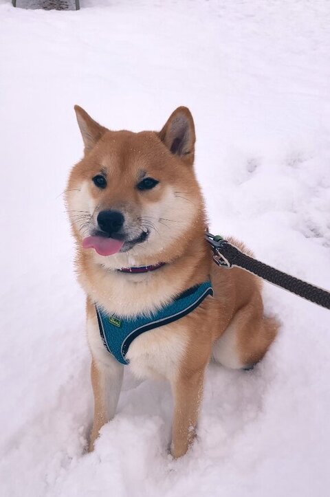 雪道を散歩するふう太くん