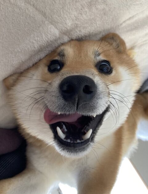 悪い顔のふう太くん