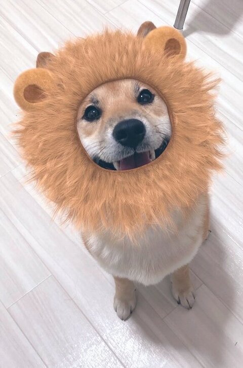 ふう太くんがライオンのかぶり物