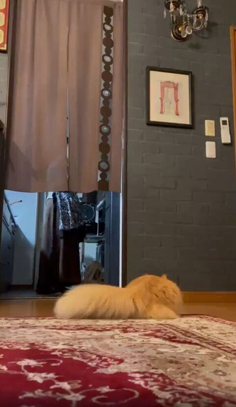 キッチン前で待つ猫