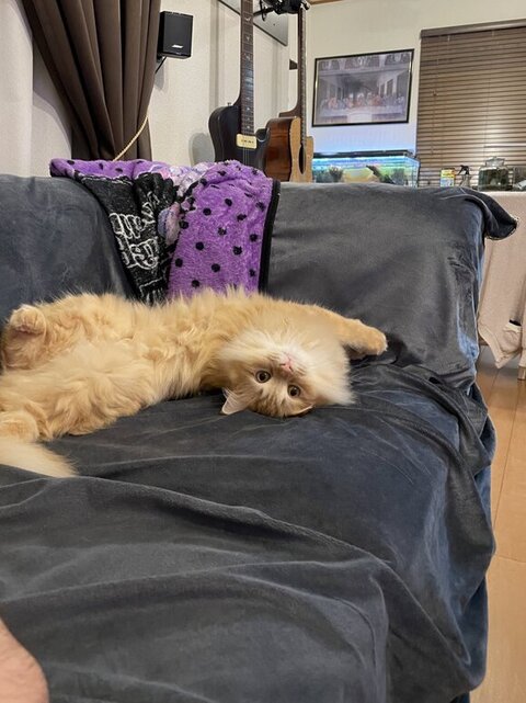 くつろぎながらこちらを見る猫