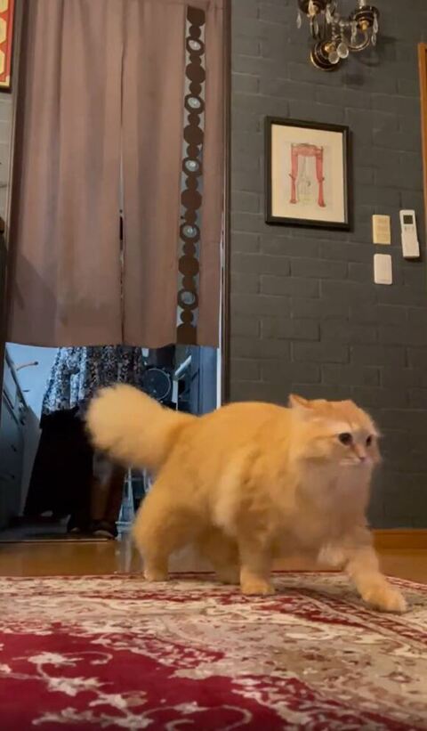 出待ちするような姿の猫