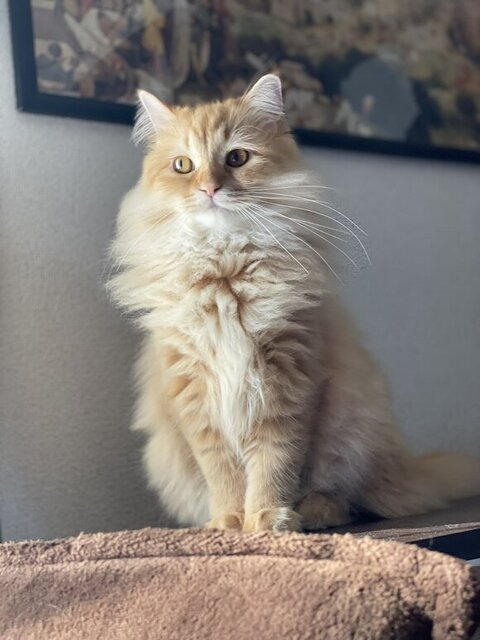 きりっとした猫ちゃん