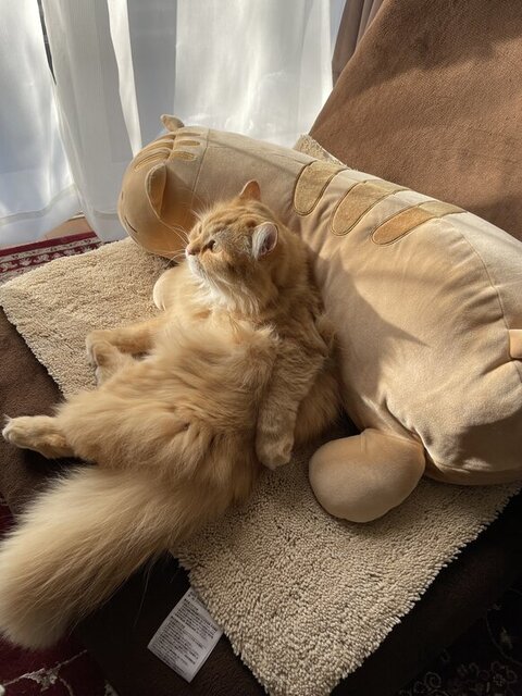 ソファでくつろぐ猫