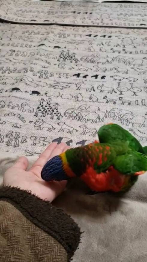 手乗りインコ キキ君 時間がかかる