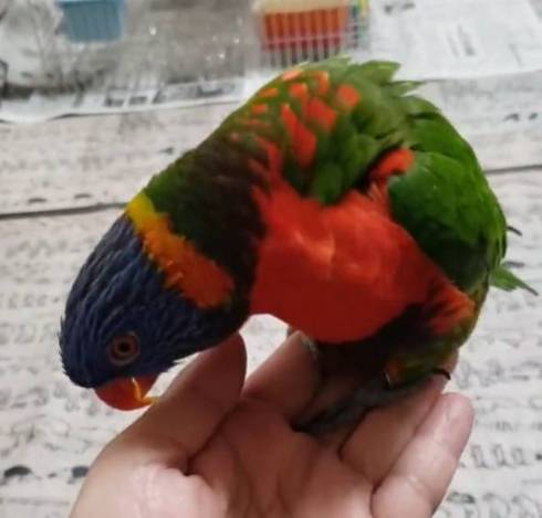 手乗りインコ キキ君 時間がかかる