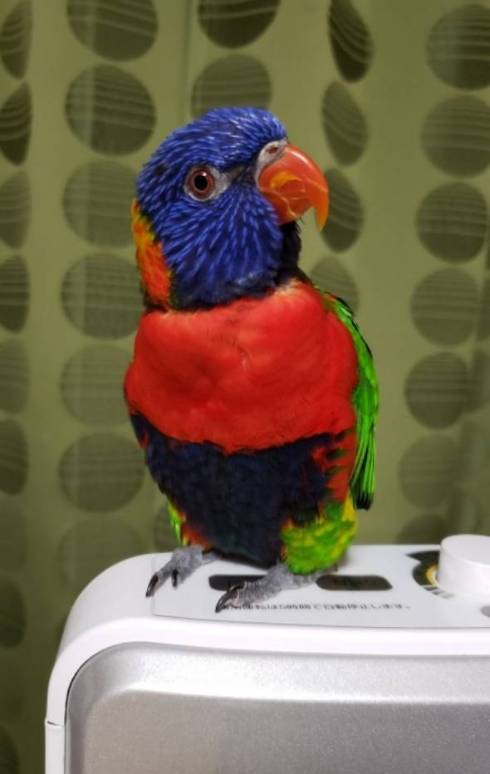 手乗りインコ キキ君 時間がかかる