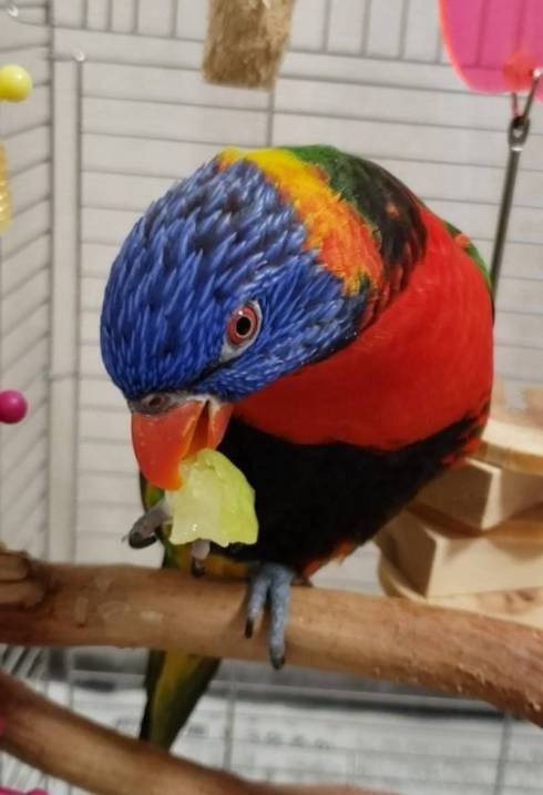 手乗りインコ キキ君 時間がかかる