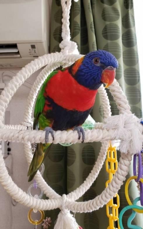 手乗りインコ キキ君 時間がかかる