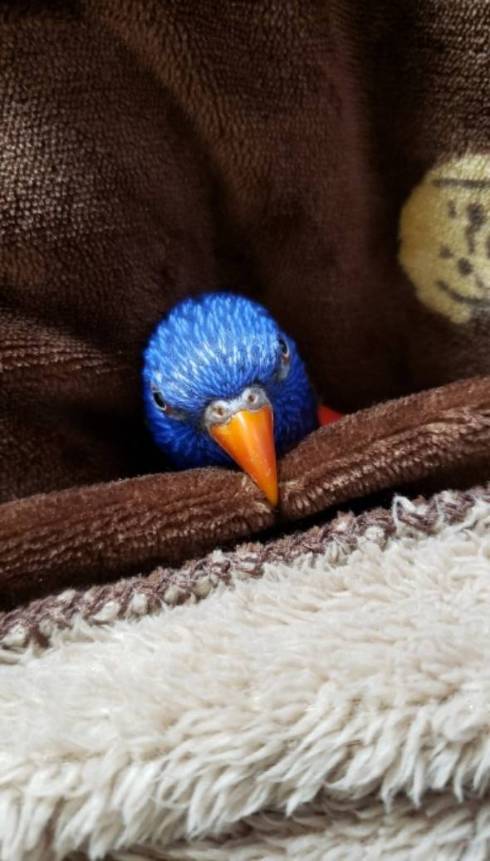 手乗りインコ キキ君 時間がかかる