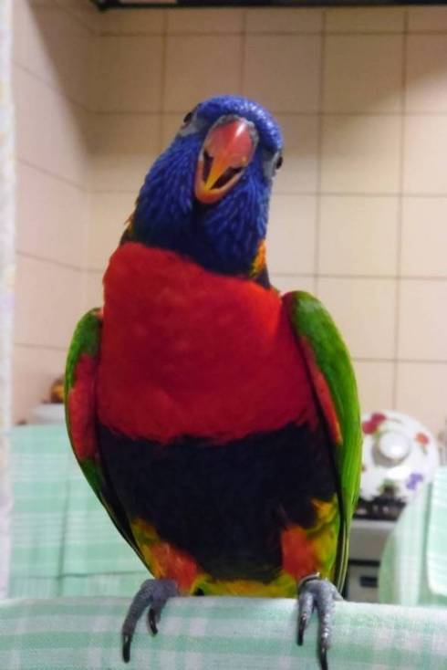 手乗りインコ キキ君 時間がかかる