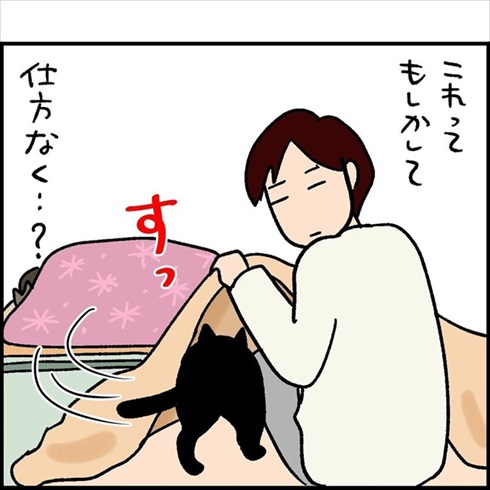 仕方なく布団に来てくれる猫ちゃん