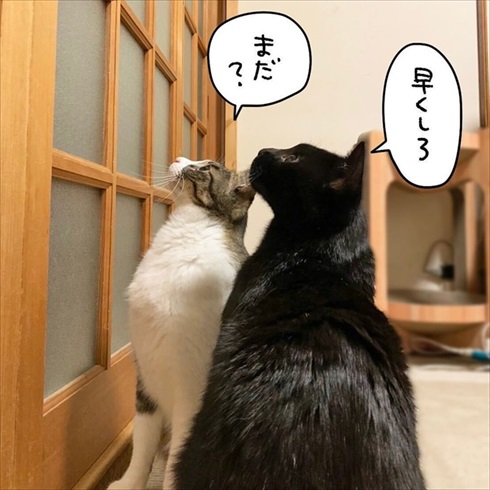 ごちそうを待つ2匹の猫