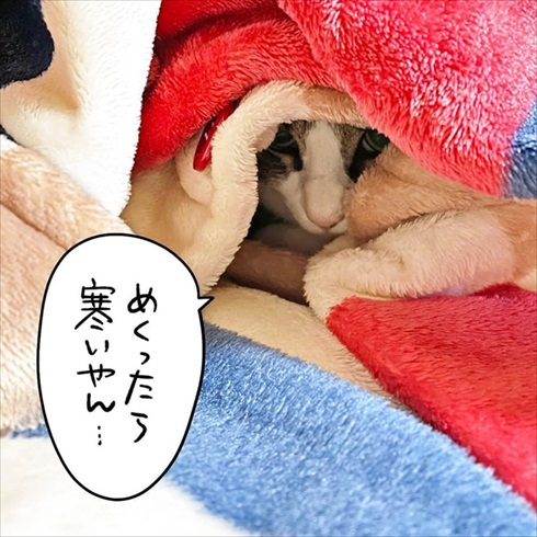 服に埋もれる猫