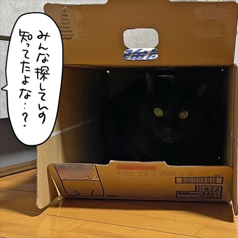 隠れる猫