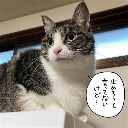 電子レンジの上に座る猫