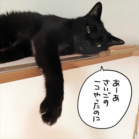 エサをとられた猫