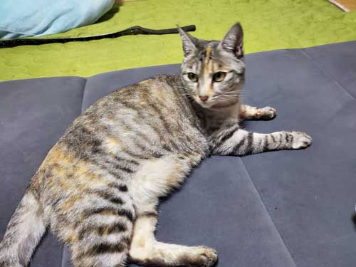 野良猫 警戒 うちの子 猫 正座 座り方