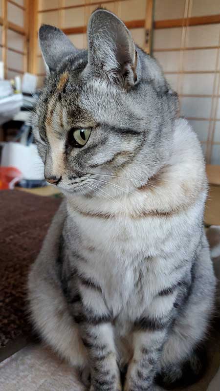 野良猫 警戒 うちの子 猫 正座 座り方