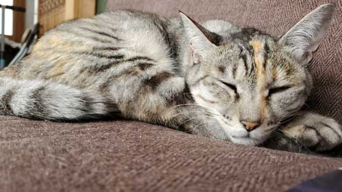 野良猫 警戒 うちの子 猫 正座 座り方