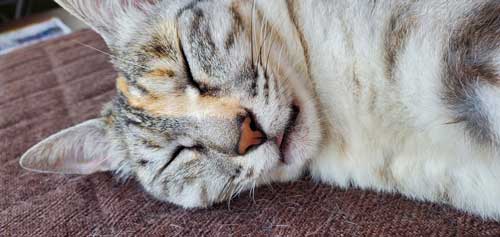 野良猫 警戒 うちの子 猫 正座 座り方